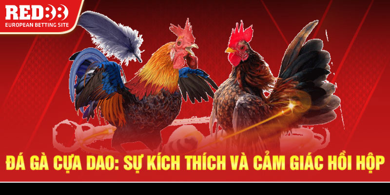 Đá gà cựa dao: Sự kích thích và cảm giác hồi hộp