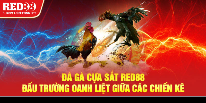 Đá gà cựa sắt Red88 - Đấu trường oanh liệt giữa các chiến kê