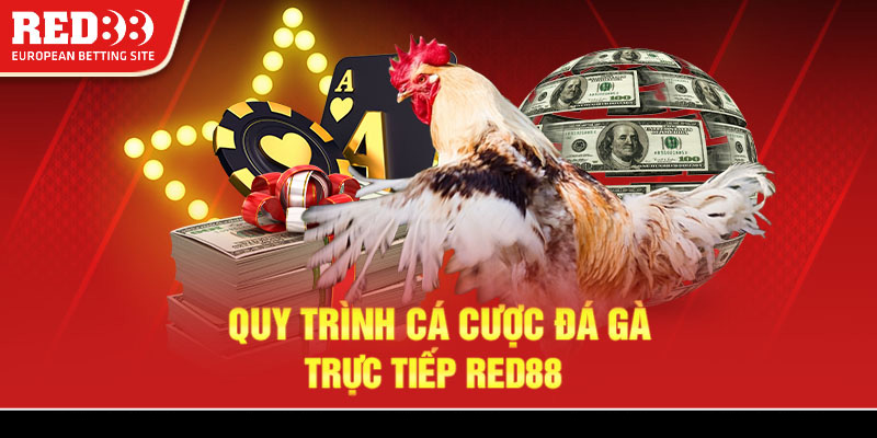 Quy trình cá cược đá gà trực tiếp Red88